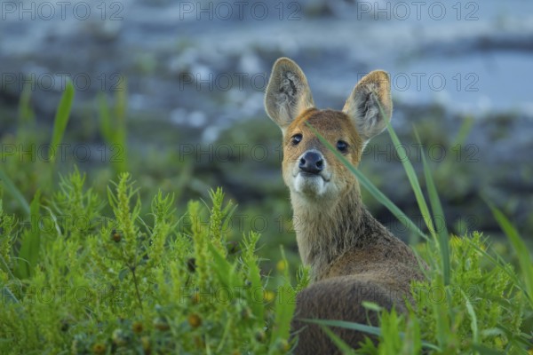 Chinese water deer (Hydropotes inermis) adult animal on the edge of a reedbed in summer, RSPB