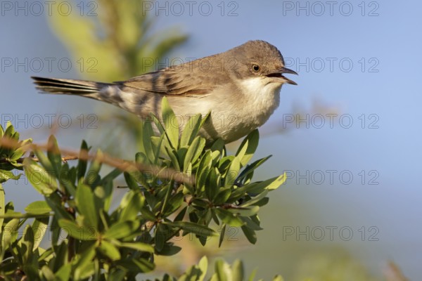 Nachtigallengrasmücke, Eastern Orphean Warbler, Sylvia crassirostris, Orpheusgrasmücke, Östliche