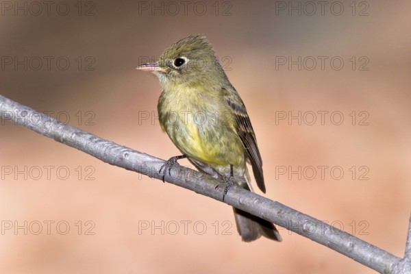 Cordilleran Flycatcher Empidonax occidentalis Chiricahua Mountains, Cochise County, ARIZONA, USA 6