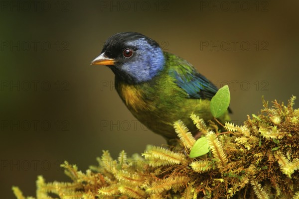 Moss-backed tanager, Bangsia edwardsi, tropic bird sitting on the moss branch in the na nature