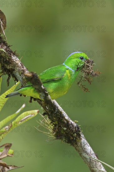 Golden-browed Clorophonia (Chlorophonia callophrys) perched on a branch in Costa Rica, Central