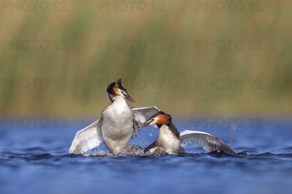 Great Crested Grebe, (Podiceps Scalloped ribbonfish), courtship behaviour, two individuals, Hides