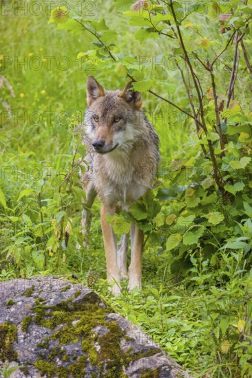 A Eurasian gray wolf (Canis lupus lupus) stands on a small hill in green vegetation, watches his