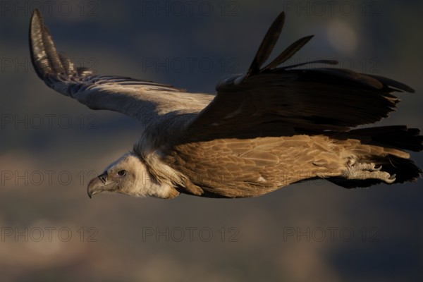 A Griffon Vulture gracefully soars over the diverse landscapes of Alicante, Spain, displaying its