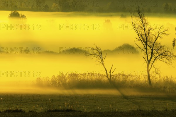 Early morning fog over the moor, birch (Betula), birch family (Betulaceae), sunrise fog, Pfrungen,