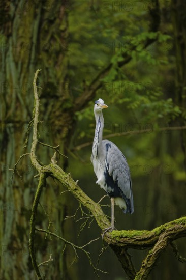 Grey heron (Ardea cinerea) standing on moss-covered tree branch in dense green forest, alert