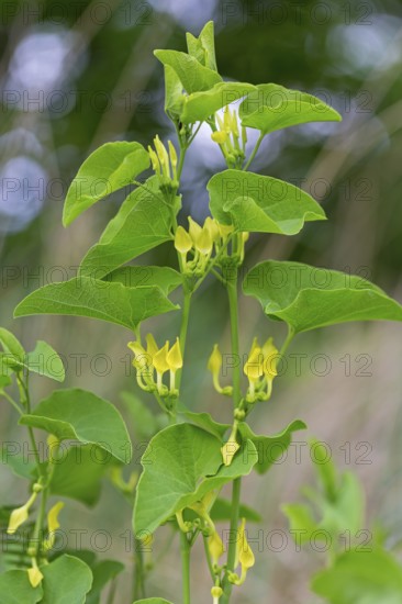 European Birthwort, (Aristolochia clematitis), plant, flower, European Birthwort family, Lobau,