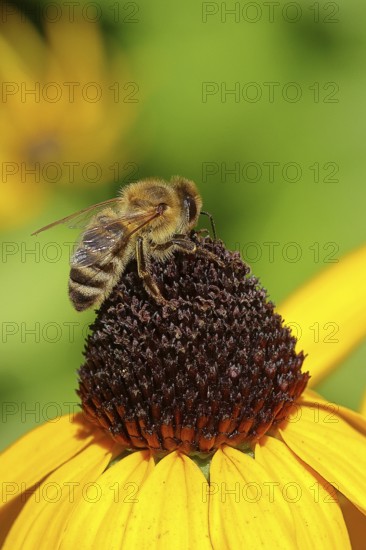European honey bee (Apis mellifera), collecting nectar from a flower of yellow coneflower