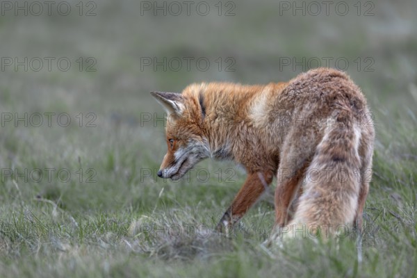 The red fox (Vulpes vulpes) takes no notice of me and continues to hunt with concentration, marked