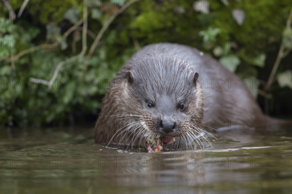 European otter (Lutra lutra) adult animal feeding on a fish in a river, Norfolk, England, United