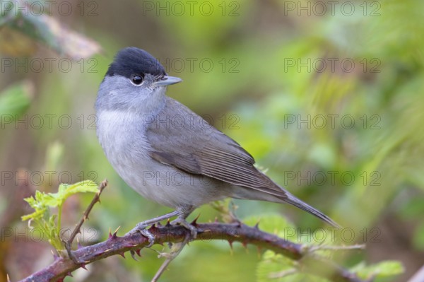 Blackcap (Sylvia atricapilla), Fauvette à tête noire, Curruca Capirotada, Branch, branch, Ormoz