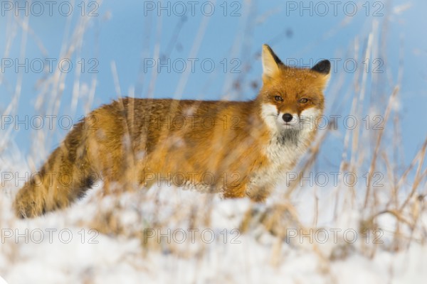 European Red Fox (Vulpes vulpes), on a snow covered field in winter, alert, with blue sky in the