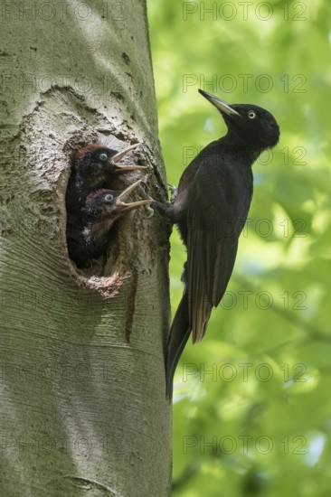 Black Woodpecker (Dryocopus martius) female at nest hole with chicks, North Rhine-Westphalia,