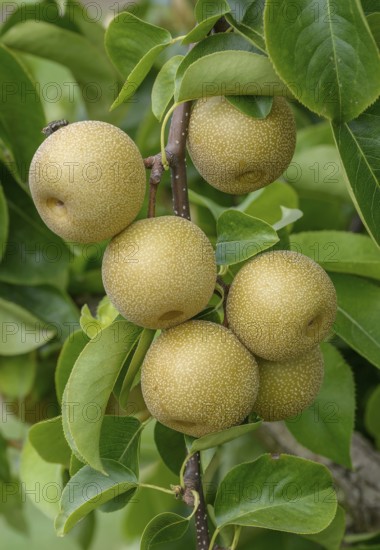 Nashi pear (Pyrus pyrifolia 'Hosui'), Bundessortenamt Prüfstelle Wurzen, Federal Republic of