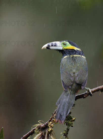 Spot-billed Toucanet (Selenidera maculirostris) male perched on a branch, Altlantic rainforest,