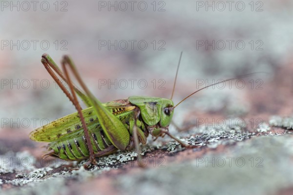 Warthog, (Decticus verrucivorus), grasshopper, long-footed grasshopper, insect, macro, animals,
