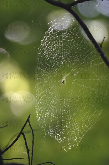 Web of a spider, May, Germany