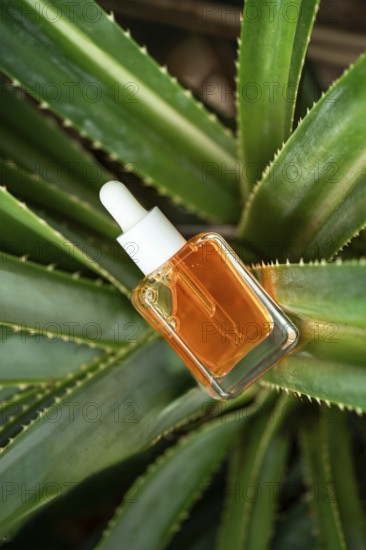 A glass dropper bottle of orange Vitamin C facial serum is cradled among thick green aloe vera