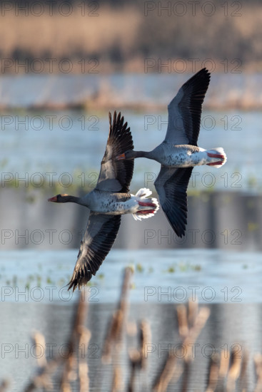 Pair of greylag geese flying together, in the Großen Rosin Moor nature reserve,