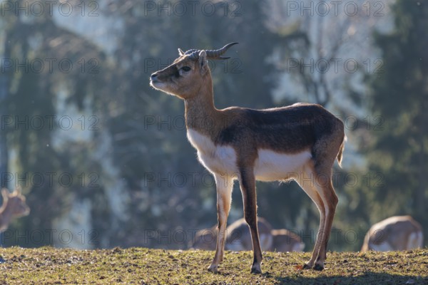 A young male blackbuck (Antilope cervicapra) stands in a green meadow during light snowfall,