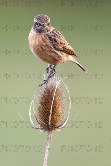 European Stonechat (Saxicola rubicola) female, Asturias, Spain