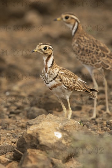 Three-banded Courser (Rhinoptilus cinctus), Kakamega Forest, Kenya