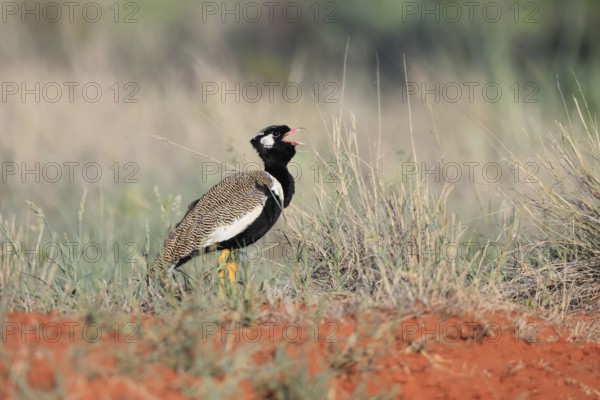 White-winged Bustard (Afrotis afraoides), adult, male, calling, courtship display, Mokala National