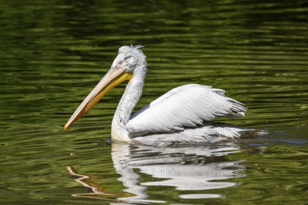Dalmatian pelican (Pelecanus crispus) swimming on a lake, Bavaria, Germany