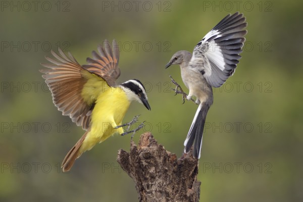Great Kiskadee & Northern Mockingbird (Pitangus sulphuratus & Mimus polyglottos) wrangling, Texas,