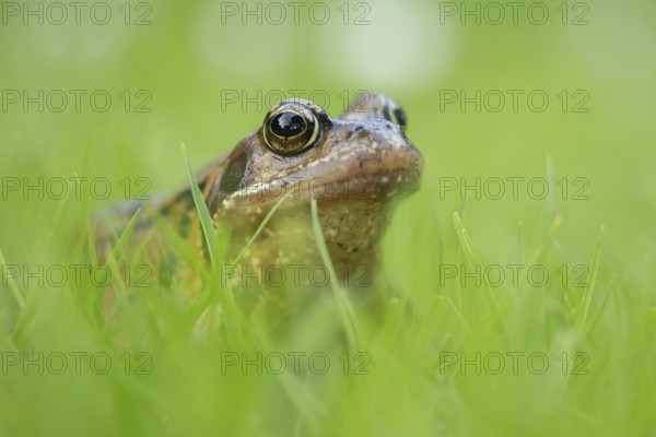 Common frog (Rana temporaria) adult amphibian on a garden grass lawn in summer, Suffolk, England,