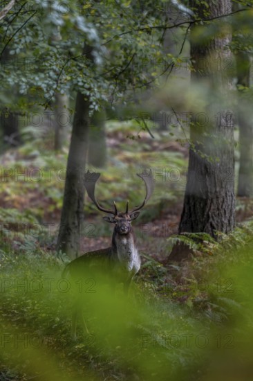 On the way to my hiding place I meet a fallow deer (Dama dama) who at least holds out long enough