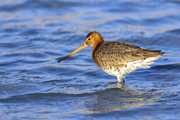 Black-tailed godwit, Limosa limosa, Israel