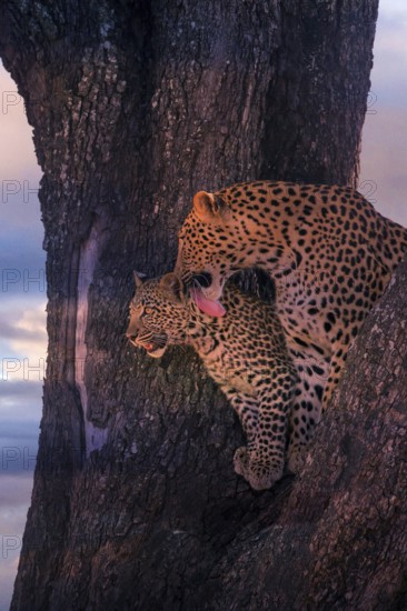 Leopard, with young, 6 months, old, Panthera pardus, Botswana, Botswana, Botswana