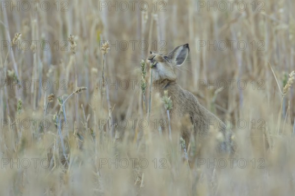 European brown hare (Lepus europaeus) adult animal eating a wheat plant seedhead in a farmland