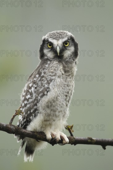 Northern hawk owl (Surnia ulula) almost fledged young bird in the rain, Northern Norway,
