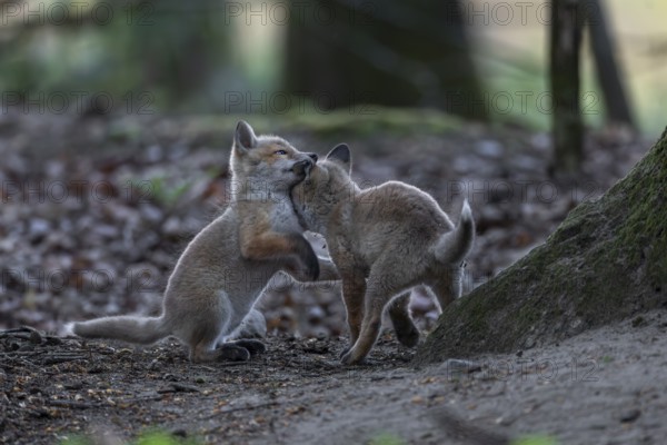 The ears of playing red fox pups (Vulpes vulpes) are a favourite target, rearing pups, baby