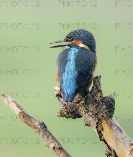 Kingfisher (Alcedo atthis) sitting on an old branch, perch and looking for prey, Lower Saxony,