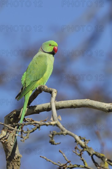 Rose-ringed parakeet (Psittacula krameri) sitting on a branch, palace gardens Biebrich, Wiesbaden,