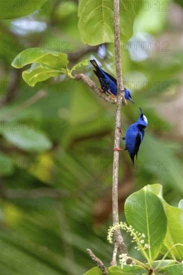 Turquoise Sunbird (Cyanerpes cyaneus), two birds sitting on a branch, Corcovado National Park, Osa,