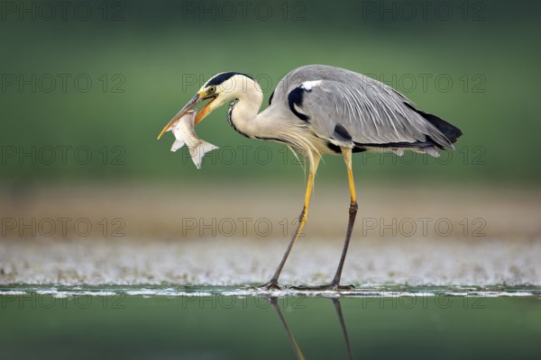 Heron with fish. Grey Heron, Ardea cinerea, blurred grass in background. Heron in the forest lake.