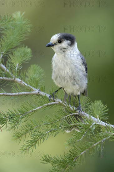 Grey Jay (Perisoreus canadensis), Oregon, USA