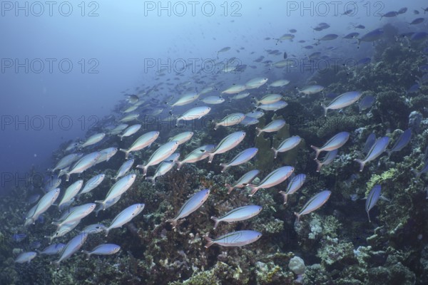 Red Sea Fusilier (Caesio suevica)