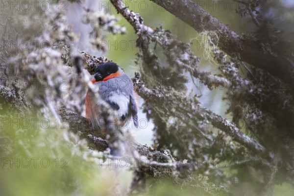 Bullfinch or bullfinch (Pyrrhula pyrrhula), male sits hidden on a lichen-covered branch,