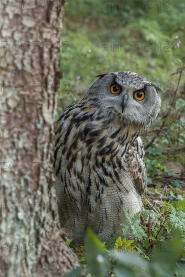 Eurasian Eagle-Owl (Bubo bubo) captive, Schwyz, Switzerland