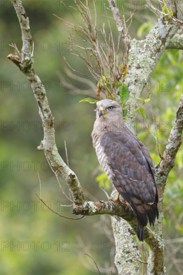 Fasciated Snake-Eagle, Southern Banded Snake-Eagle, Southern Banded Snake-Eagle, Southern Banded