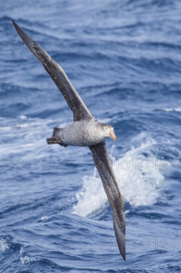Northern Giant Petrel (Macronectes halli) flying over the ocean searching for food near South