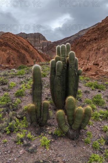 A stunning view of the cactus filled landscape in Los Cardones National Park, Argentina. This