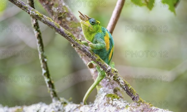 Three-horned chameleon (Trioceros jacksonii), male, sitting on a branch, Bwindi Impenetrable Forest