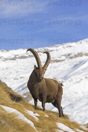 Alpine ibex (Capra ibex) male foraging in the snow in winter in the Gran Paradiso National Park,