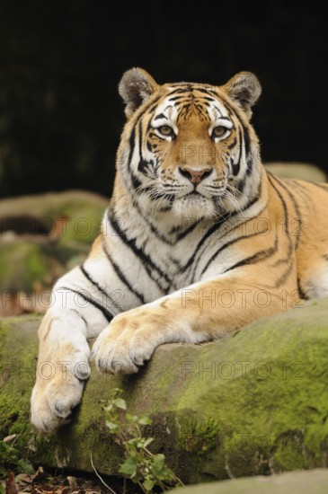 An attentive tiger lies quietly on a moss-covered rock, Siberian tiger (Panthera tigris altaica),